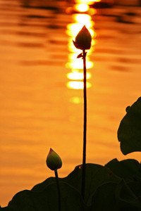 巴塞罗那客场-力克桑德兰，小组出线在望