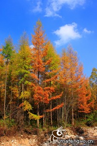 里尔迎战昂热，主场拼尽全力