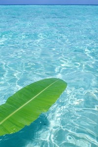 澳大利亚男篮连胜，傲视群雄