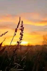 意甲赛事受关注度提高，球迷热情高涨